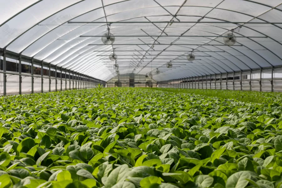 Stockage sous atmosphère contrôlée