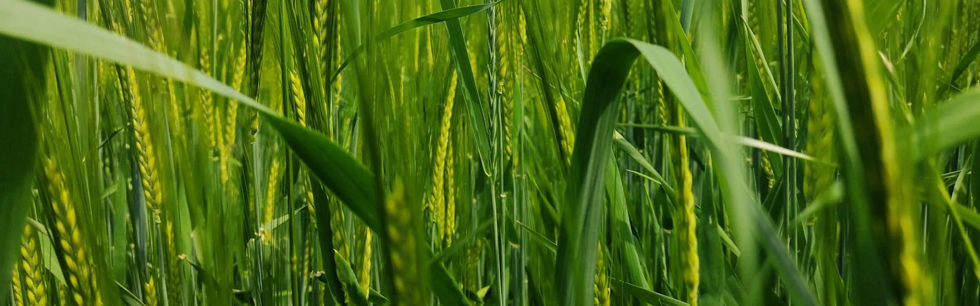 Solutions pour une agriculture durable