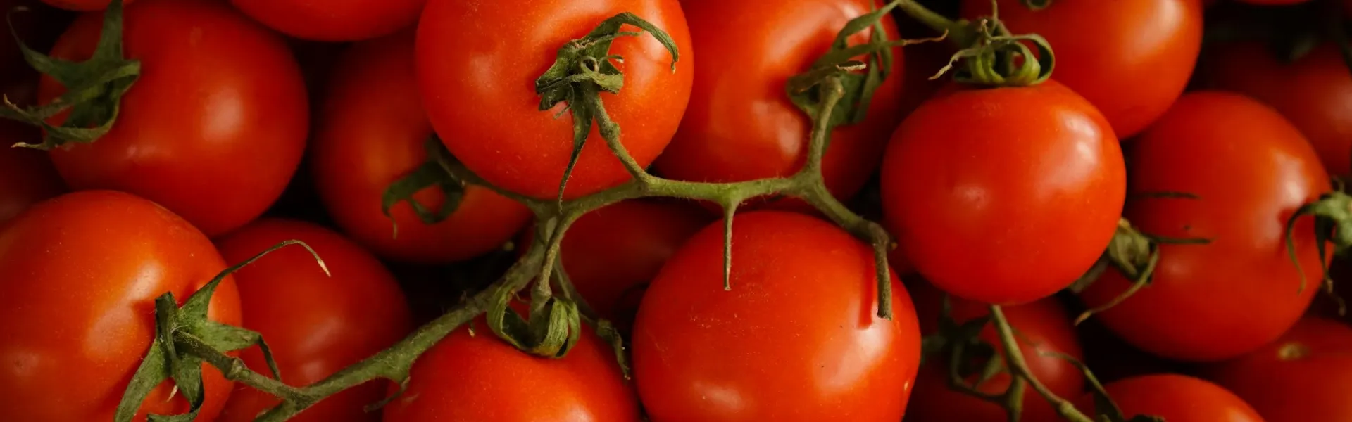 Tomates - Mûrissement, déverdissage et maturation des fruits et légumes