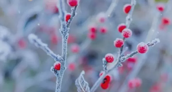 Cryogénie alimentaire Air Liquide