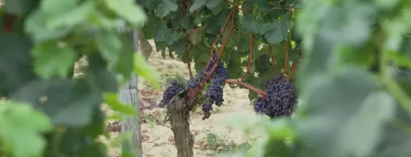 Grappes de raisins
