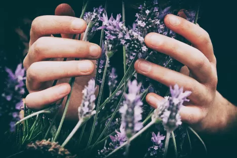 ingredients_aromas
