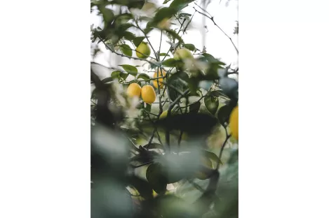 Comment utiliser efficacement l’AZETHYL PHYTO ? 