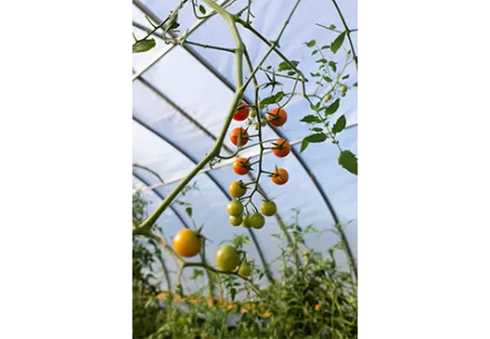 AZETHYL PHYTO - Tomages