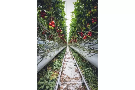 Pourquoi utiliser l’AZETHYL PHYTO ?