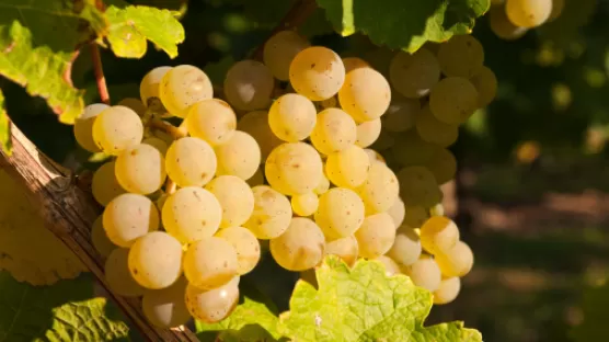 Protéger vos moûts contre l’oxydation - Vins