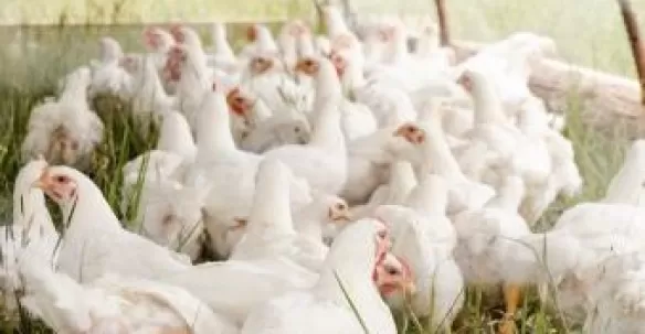 meat and poultry air liquide