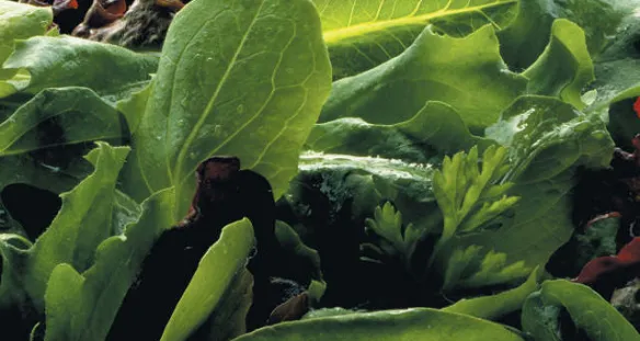 ALIGAL™ 1 : azote (N₂) alimentaire sous sa forme gazeuse utilisé pour la protection de vos produits contre l'oxydation et l'humidité, l'inertage et le conditionnement sous atmosphère protectrice