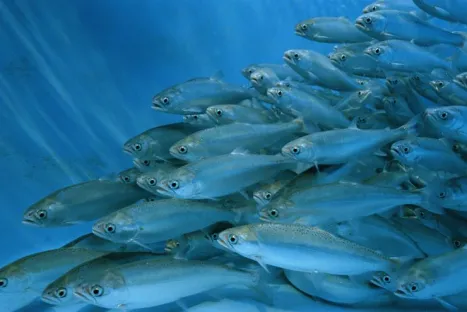Saumon rouge nageant dans un élevage en aquaculture.