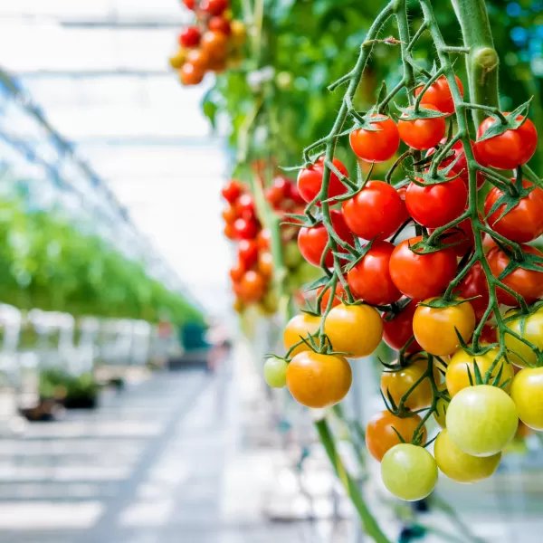 Serre avec tomates