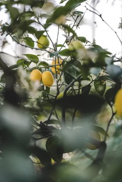 Fruit ripening