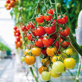 tomatoes_fruit_ripening