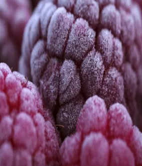 Cryogénie alimentaire et équipements