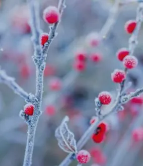 Cryogénie alimentaire Air Liquide