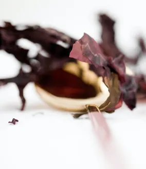 ingredients_algae_Air Liquide