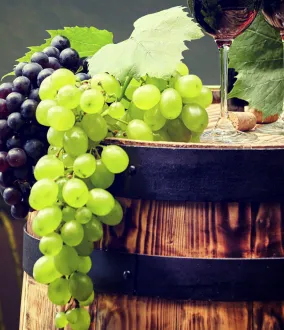 Solutions pour la production de vos meilleurs vins