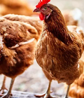 meat and poultry air liquide