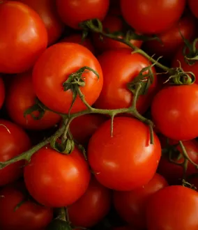 Tomates - Mûrissement, déverdissage et maturation des fruits et légumes