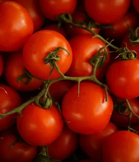 Tomates - Mûrissement, déverdissage et maturation des fruits et légumes