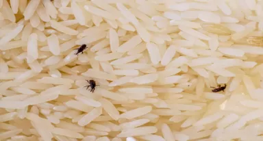Les insectes déprédateurs des denrées stockées : une menace silencieuse mais redoutable